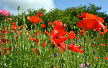 Fototapeta na wymiar Beautiful field of wild flowers including poppies and corn flowers.