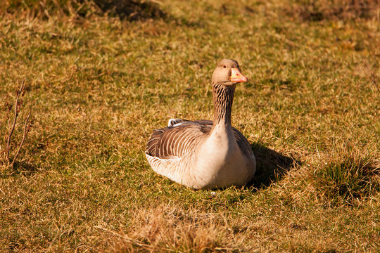Resting goose