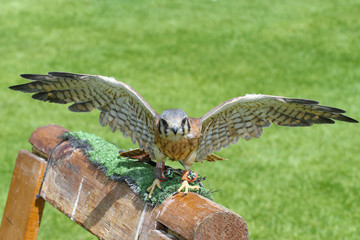 Kestrel female falcon