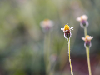 Tridax Daisies