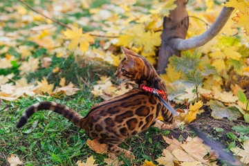 Cute little bengal kitty walking on the fallen yellow maple leaves