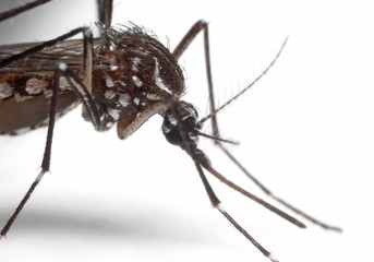 Macro Photo of Yellow Fever Mosquito on White Floor