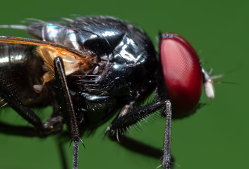 Macro Photo of Black Blowfly on Green Leaf Isolated on Green Background