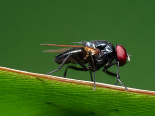 Macro Photo of Black Blowfly on Green Leaf Isolated on Green Background