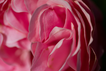 close-up of a blooming red rose