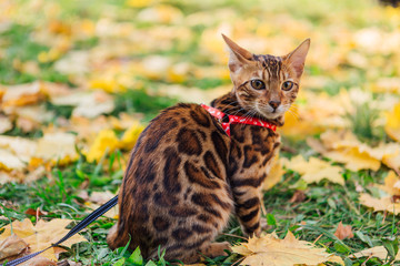 Naklejka premium Cute little bengal kitty walking on the fallen yellow maple leaves