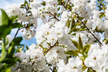group of beautiful white prunus avium flowers blooming on the tree in garden house