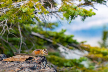 Chipmunk at the summit of Mount Adams