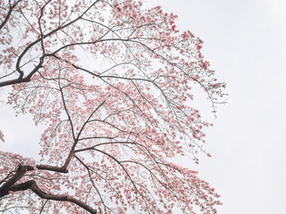 Cherry tree foliage