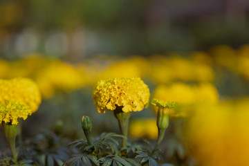 beautiful Marigold flower (Tagetes erecta, Mexican, Aztec or African marigold) in the garden.