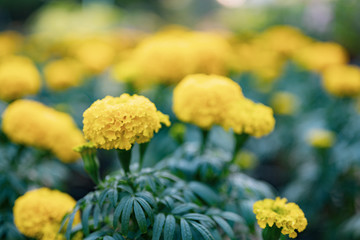 beautiful Marigold flower (Tagetes erecta, Mexican, Aztec or African marigold) in the garden.
