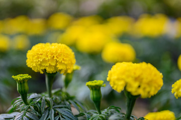 beautiful Marigold flower (Tagetes erecta, Mexican, Aztec or African marigold) in the garden.