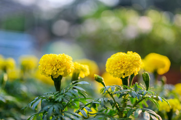 beautiful Marigold flower (Tagetes erecta, Mexican, Aztec or African marigold) in the garden.