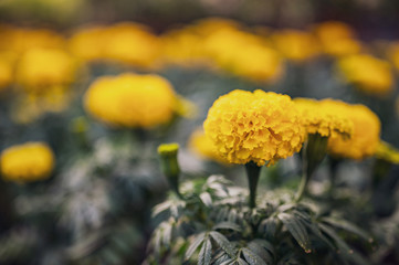 beautiful Marigold flower (Tagetes erecta, Mexican, Aztec or African marigold) in the garden.