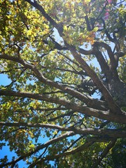 Fototapeta premium Herbst in der Steiermark