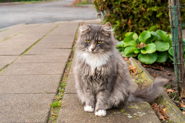 Gorgeous cat sitting on the street