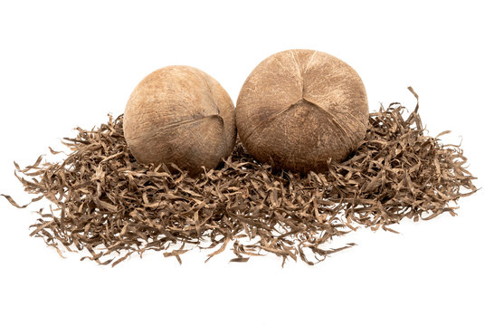 coconuts on wood shavings isolated on white background