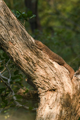 Bengal monitor or Indian monitor lizard or Varanus bengalensis on a tree trunk in green background during safari at Ranthambore National Park, Rajasthan, India	