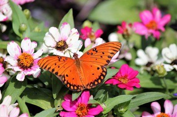 Fototapeta na wymiar An orange gulf fritillary butterfly sitting on white and pink flowers 
