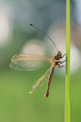 dragonfly on leaf