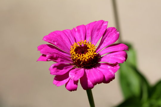 Blooming Zinnia flowering plant with fully open single layered pink petals with yellow center surrounded with green leaves in local urban garden on warm sunny summer day