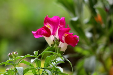 Common snapdragon or Antirrhinum majus herbaceous perennial plant with small fully open blooming dark pink and white flowers surrounded with green leaves and other plants in local urban garden on warm