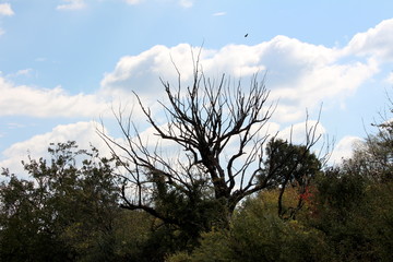 Creepy old tree with dried branches without leaves rising above small trees with cloudy blue sky and single bird flying in background on warm sunny autumn day