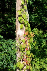 Crawler plant climbing over narrow tree surrounded with dense leaves and other plants in local forest on warm sunny summer day
