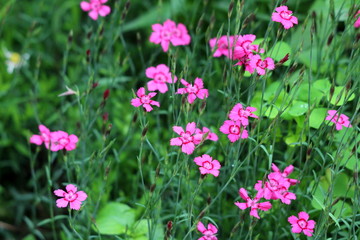 Dianthus groundcover perennial plants with small pink flowers growing tall surrounded with other plants in local urban garden on warm sunny summer day