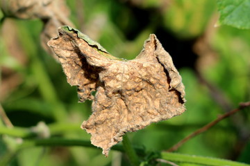 Dried and shriveled light brown hairy large pumpkin plant leaf surrounded with other plants in local urban garden on warm sunny summer day