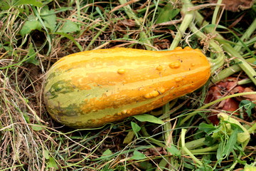 Elongated yellow and light green ornamental gourd surrounded with grass and other plants planted in...