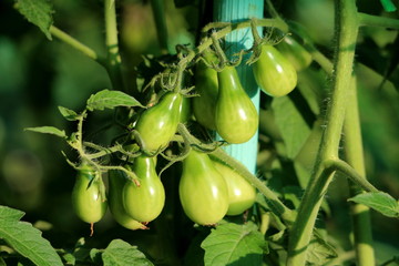 Pear shaped unripe green tomatoes growing on single plant surrounded with leaves in local urban garden on warm sunny summer day