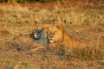 A Southern Lion (Panthera leo melanochaita) also as an Eastern-Southern African Lion. Mating Pair Lying In The Grass In An Open Steppe. Head of lion and lioness in evening orange light.