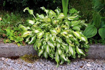 Plantain lily or Hosta or Giboshi or Heart-leaf lilies foliage plant planted next to gravel sidewalk in shape of small bush with large ribbed light green to white leaves on warm sunny summer day