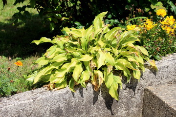 Plantain lily or Hosta or Giboshi or Heart-leaf lilies foliage plant with partially dried shriveled ribbed leaves planted next to concrete sidewalk surrounded with other plants on warm sunny summer da