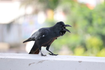The common raven (Corvus corax) is an all-black passerine bird common in many parts of the world