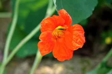 Fototapeta premium Single Garden nasturtium or Tropaeolum majus or Indian cress or Monks cress flowering annual plant with disc shaped leaves and orange flower planted in local urban garden on warm sunny summer day
