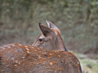 鹿の背中