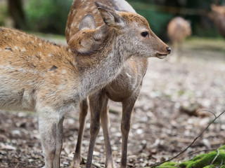 戯れる鹿