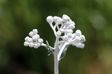 Young Senecio cineraria Silver dust or Silver Ragwort half hardy herbaceous annual foliage shrub...