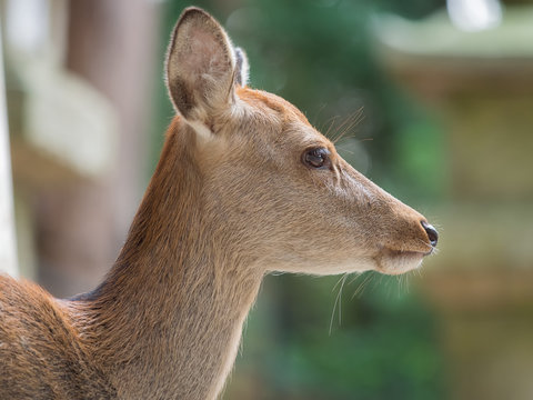 4 851 最適な 鹿の横顔 画像 ストック写真 ベクター Adobe Stock
