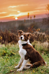Beautiful Border Collie dog in outdoors during sunset