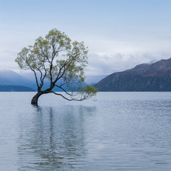 Lake Wanaka tree