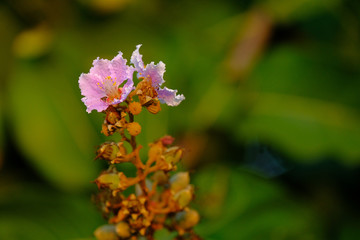 Lagerstroemia bloomimg in the garden