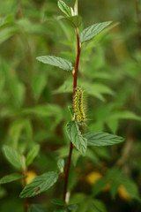 Caterpillar on plant 2