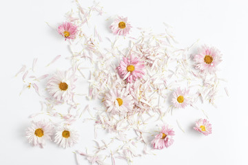 floral composition. beautiful flowers, buds, and petals of chrysanthemums on a white background. flat lay, top view.