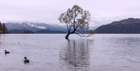 Lake Wanaka tree evening panoramic view