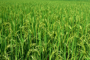 Rice plants on paddy field in Thailand.