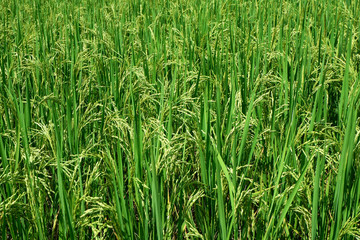 Fototapeta premium Rice plants on paddy field in Thailand.