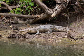 Saltwater crocodile in the Daintree River, Queensland, Australia